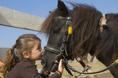 Reiten auf Islandpferden