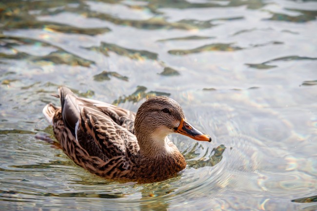 Enten im J&auml;gersee in Kleinarl &copy; Wagrain-Kleinarl Tourismus